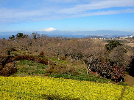 菜の花と冠雪の富士山2
