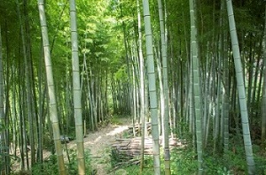 多摩・里山の竹林